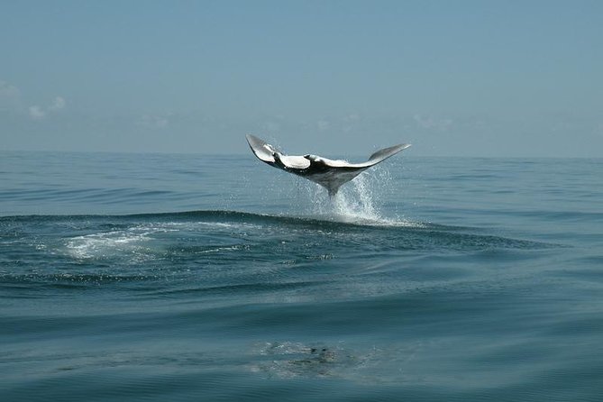 Whale Shark and Snorkeling Adventure From Isla Holbox - Inclusions and Meeting Details