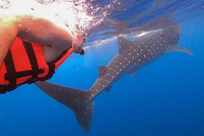 Whale Shark and Snorkeling Adventure From Isla Holbox - Customer Experiences and Recommendations