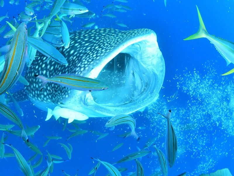 Whale Shark Diving & Snorkeling (Okinawa) - At a glance