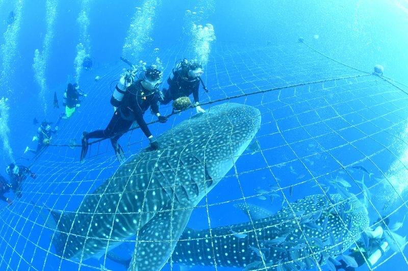 Whale Shark Diving & Snorkeling (Okinawa) - At Toya Fishing Port, the whale sharks are in a net