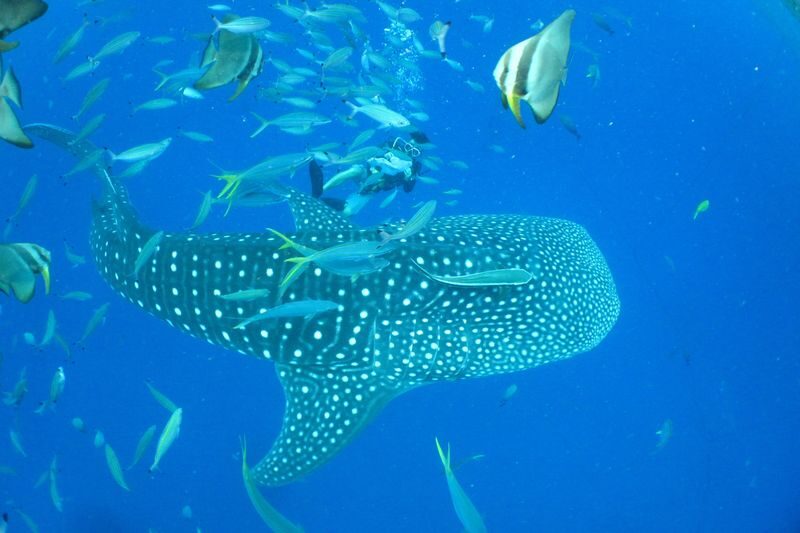Whale Shark Diving & Snorkeling (Okinawa) - What the two-hour outing actually includes