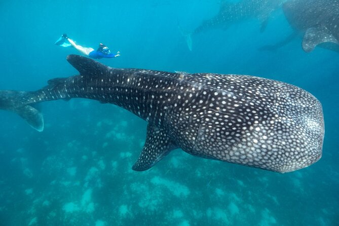 Whale Shark Encounter and Tumalog Waterfalls Tour - Pricing and Booking Details