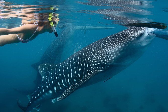 Whale Shark Encounter Experience in Cancun (Snack Lunch included) - FAQ