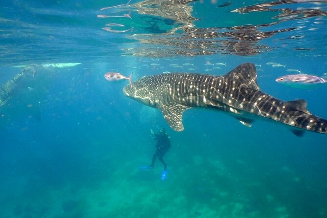 Whale Shark Encounter Experience in Cancun (Snack Lunch Included) - Overview of the Experience