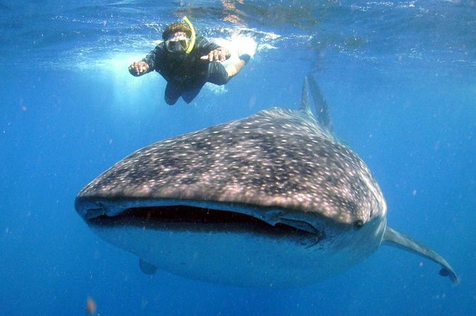 Whale Shark Encounter Experience in Cancun (Snack Lunch Included) - Traveler Photos and Reviews