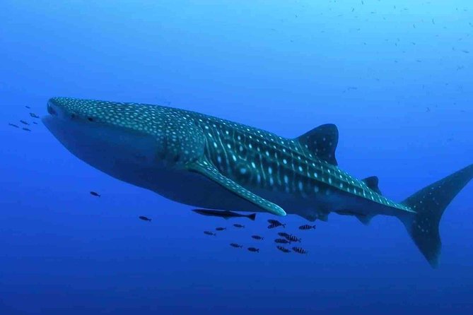 Whale Shark Encounter Experience in Cancun (Snack Lunch Included) - Additional Details