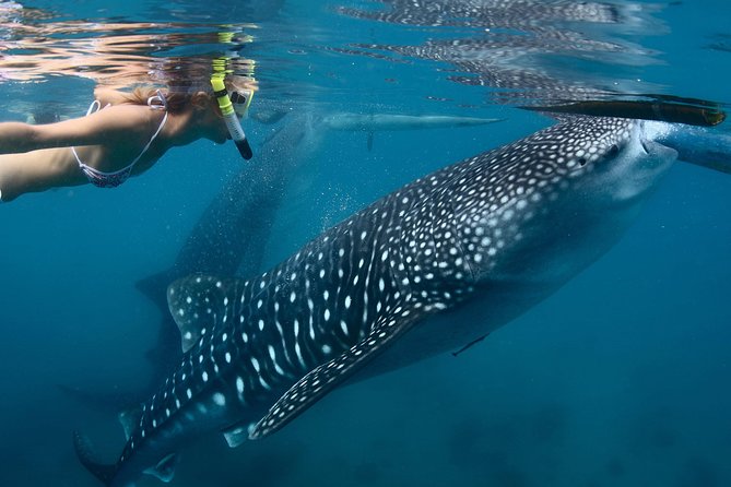Whale Shark Encounter Experience in Cancun (Snack Lunch Included) - Directions