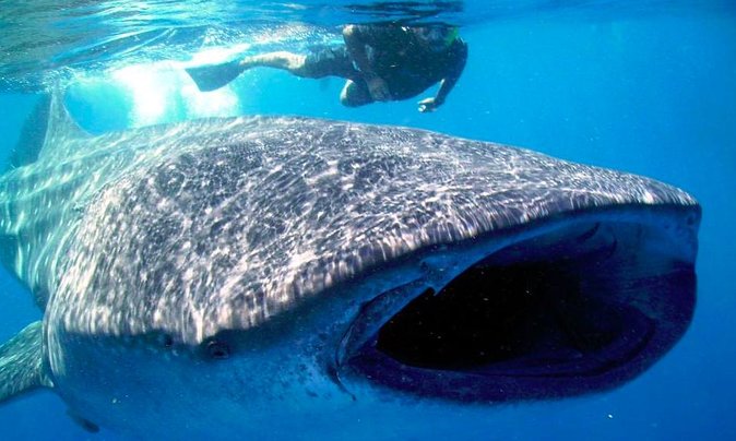 Whale Shark Encounter Experience in Cancun (Snack Lunch Included) - Common Questions