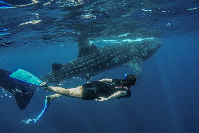 Whale Shark Encounter Full-Day All Inclusive Tour From Riviera Maya - Booking and Flexibility