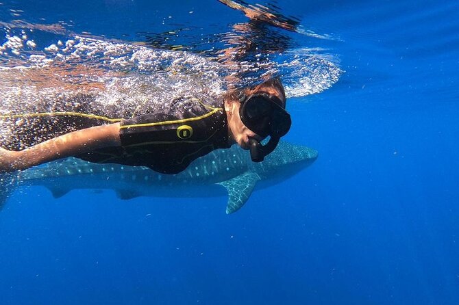 Whale Shark Encounter Full-Day All Inclusive Tour From Riviera Maya - Tour Overview