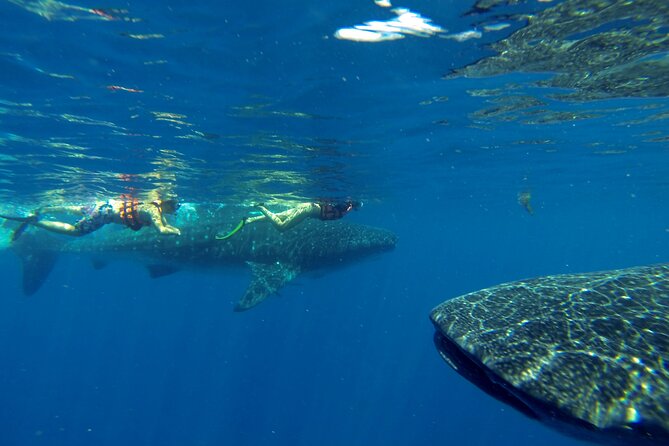 Whale Shark Encounter Full-Day All Inclusive Tour From Riviera Maya - Inclusions