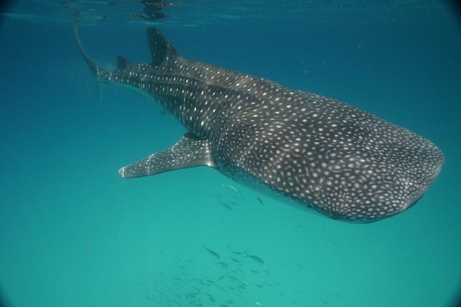 Whale Shark Encounter Full-Day All Inclusive Tour From Riviera Maya - Itinerary