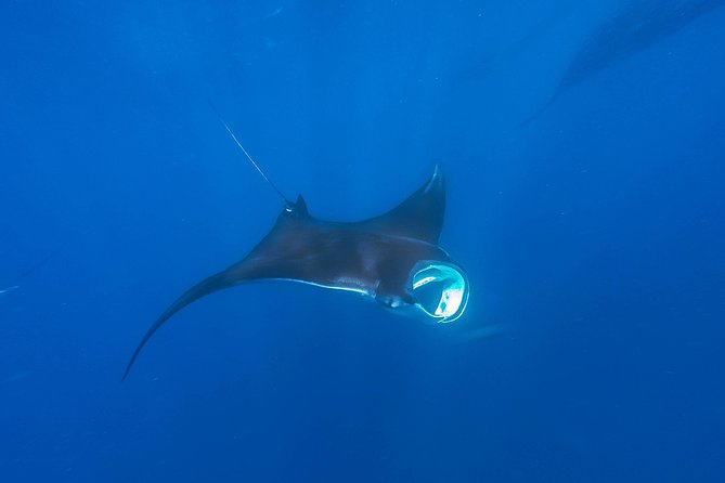 Whale Shark Encounter Full-Day All Inclusive Tour From Riviera Maya - Safety Guidelines
