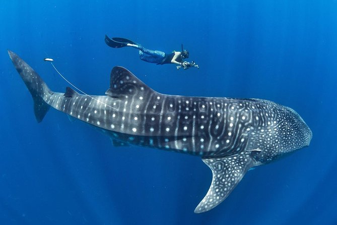 Whale Shark Encounter & Sumilon Sandbar & Canyoneering in Kawasan Falls - Traveler Experiences and Reviews