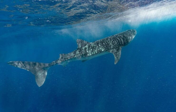 Whale Shark Encounter - Good To Know
