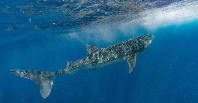 Whale Shark Encounter - Inclusions and Amenities