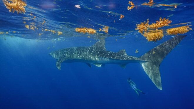 Whale Shark Encounter - Important Guidelines and Restrictions