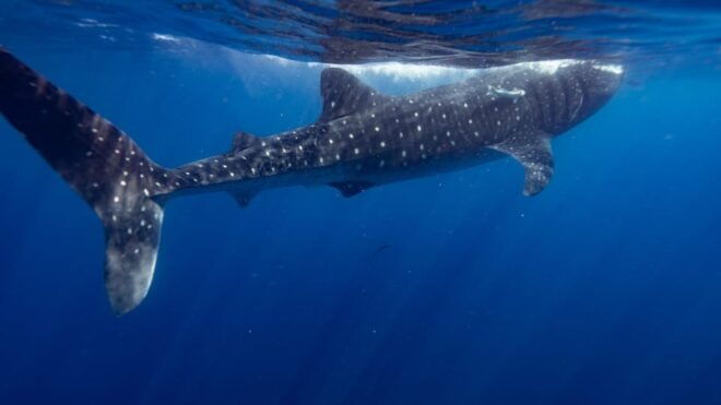 Whale Shark Encounter - Customer Responsibilities