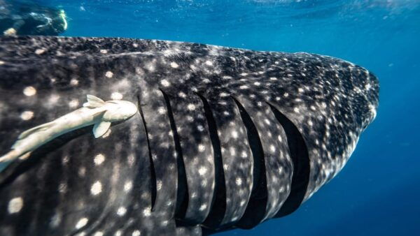 Whale Shark Encounter - Whale Shark Encounter Details