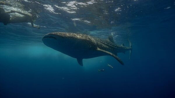 Whale Shark Encounter - Frequently Asked Questions