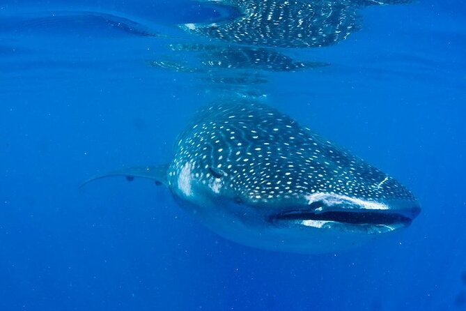 Whale Shark Experience From Playa Del Carmen - Overview of Whale Shark Experience