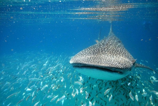 Whale Shark Experience From Playa Del Carmen - Best Time to Swim With Whale Sharks