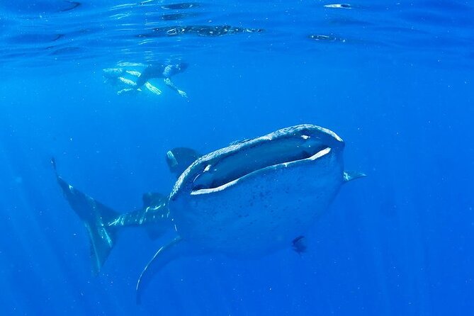 Whale Shark Experience From Playa Del Carmen - Important Details for Booking and Pick-Up