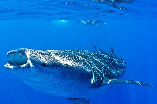 Whale Shark Experience From Playa Del Carmen - What to Expect During the Tour