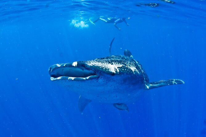 Whale Shark Experience From Playa Del Carmen - Additional Information About the Experience
