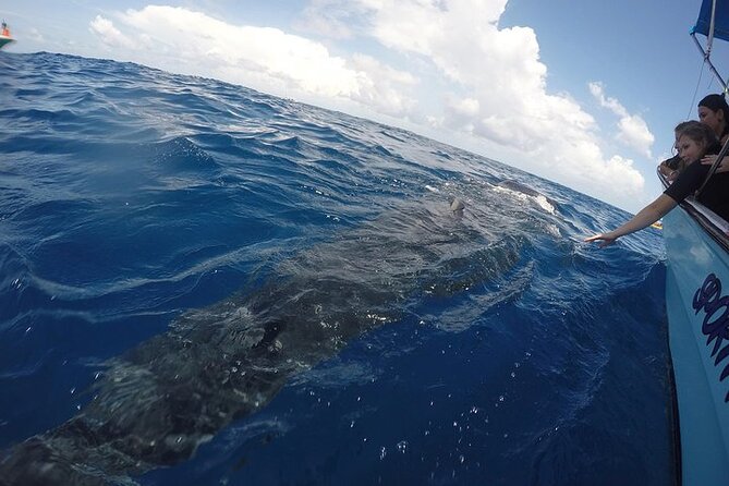 Whale Shark Experience From Playa Del Carmen - Common Questions
