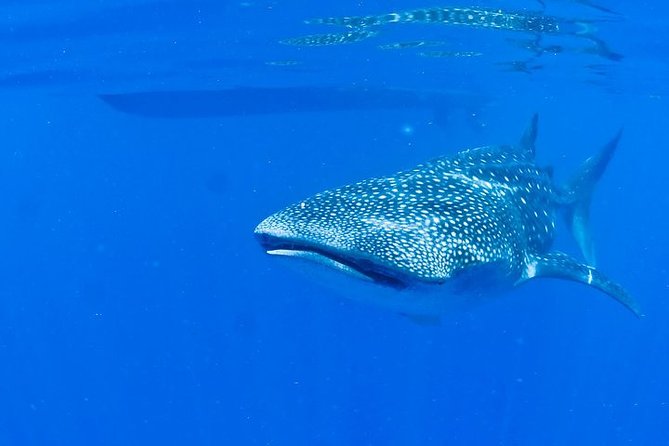 Whale Shark Experience From Playa Del Carmen - The Sum Up