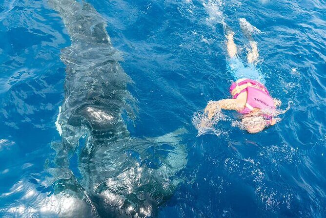 Whale shark Experience in the Caribbean Sea from Playa del Carmen - FAQ