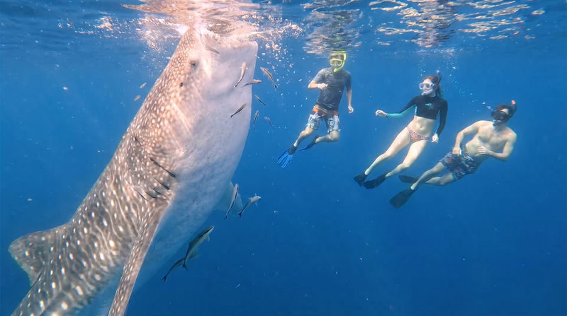 Whale Shark Experience (Libertad) with Free Round-Trip Transfer - Leaving Boracay for Libertad’s whale shark waters