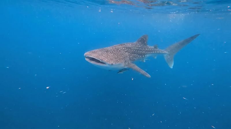 Whale Shark Experience (Libertad) with Free Round-Trip Transfer - From D’Mall to the coast of Antique