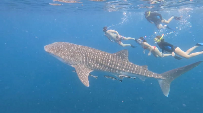 Whale Shark Experience (Libertad) with Free Round-Trip Transfer - About an hour near the whale sharks