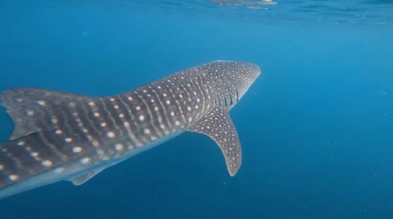 Whale Shark Experience (Libertad) with Free Round-Trip Transfer - Should you book the Libertad whale shark experience?
