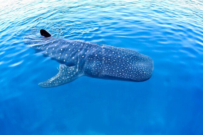 Whale Shark Experience Lifetime Memory in Cancun (snack included) - Good To Know