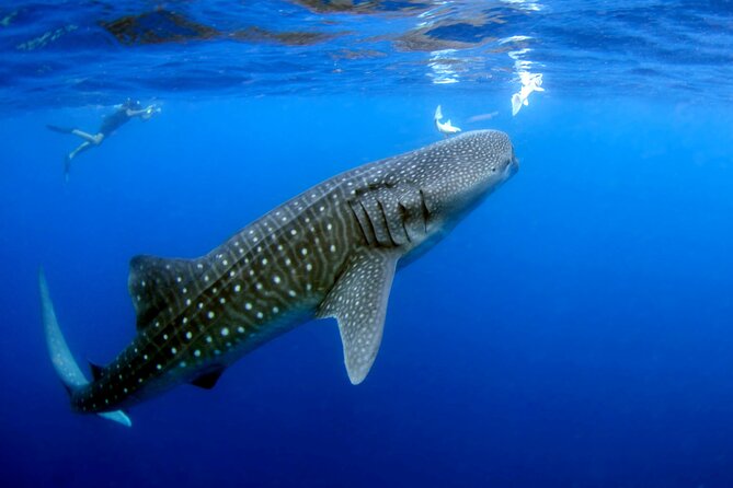 Whale Shark Experience Lifetime Memory in Cancun (Snack Included) - Tour Overview