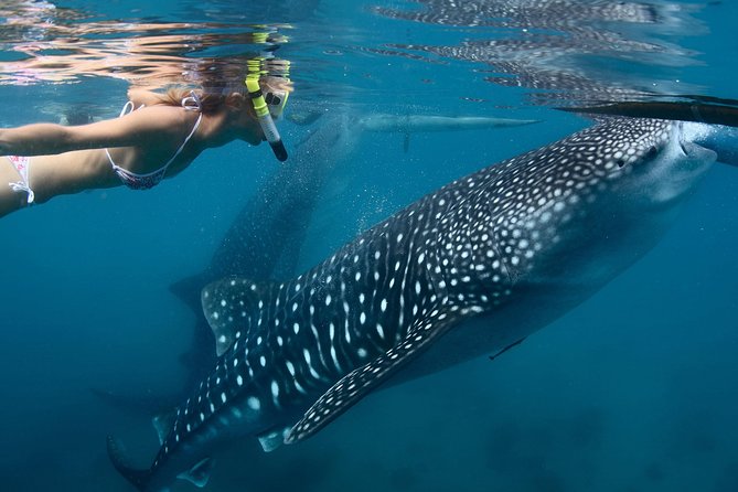 Whale Shark Experience Lifetime Memory in Cancun (Snack Included) - Swim With Whale Sharks in Yucatan Waters