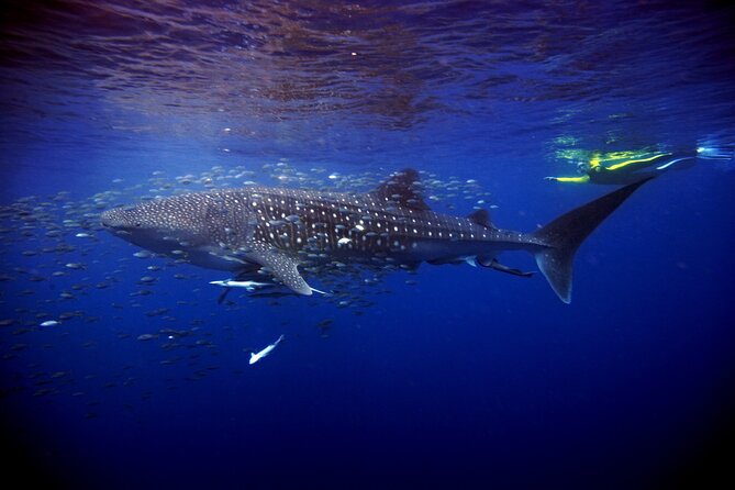 Whale Shark Experience Lifetime Memory in Cancun (Snack Included) - Package Inclusions and Options