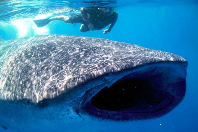 Whale Shark Experience Lifetime Memory in Cancun (Snack Included) - Cancellation Policy and Reviews