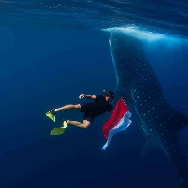 Whale Shark Experience Swim Side by Side with Gentle Giants - Good To Know