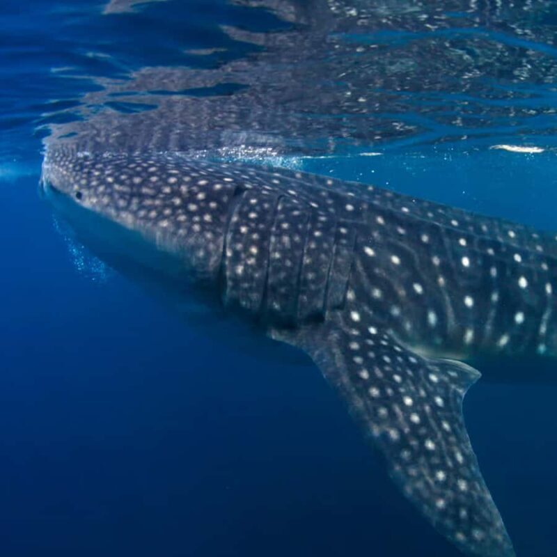Whale Shark Experience Swim Side by Side with Gentle Giants - The Itinerary: What to Expect