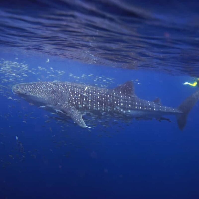 Whale Shark Experience Swim Side by Side with Gentle Giants - Final Thoughts: Is This Tour Worth It?