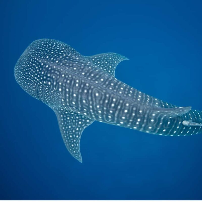 Whale Shark Experience Swim Side by Side with Gentle Giants - Good To Know