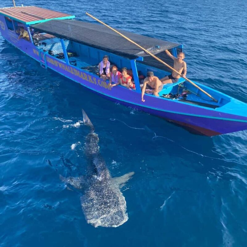 Whale Shark Experience Swim Side by Side with Gentle Giants - Transportation, Group Size, and Price