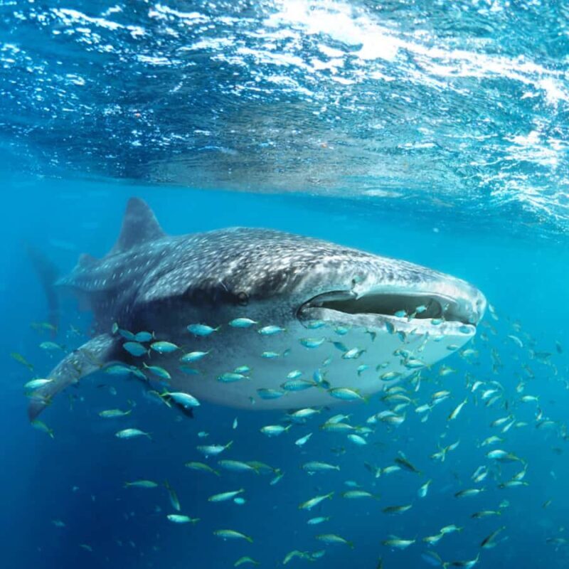 Whale Shark Experience Swim Side by Side with Gentle Giants - What Travelers Say About the Tour