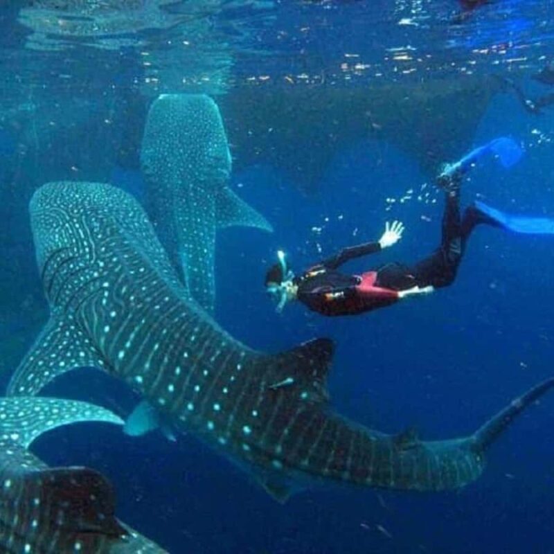 Whale Shark Experience Swim Side by Side with Gentle Giants - The Experience and Its Unique Value