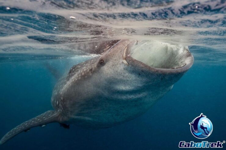Whale Shark Experience - Activity Details
