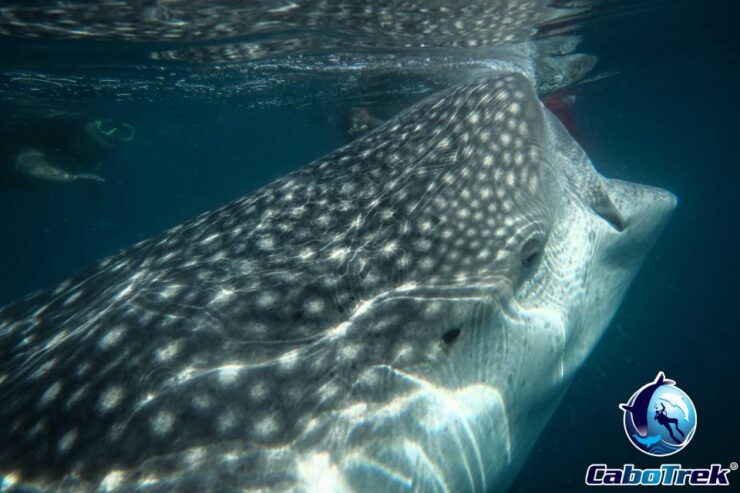 Whale Shark Experience - Post-Booking Policies